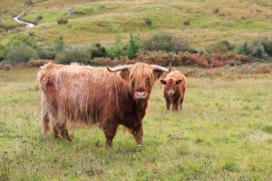 Highland Cow and Calf